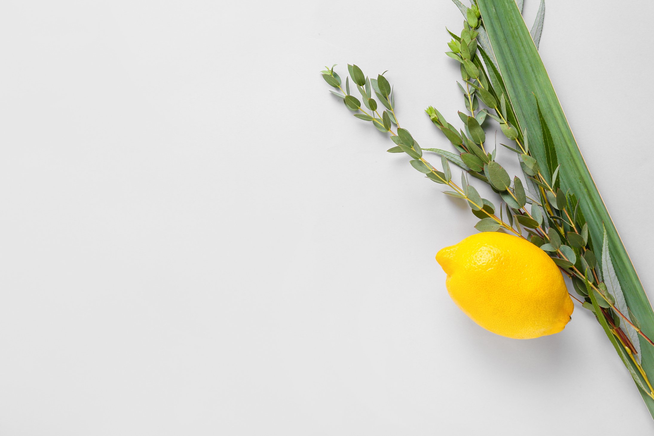 Sukkot Festival Symbols on White Background